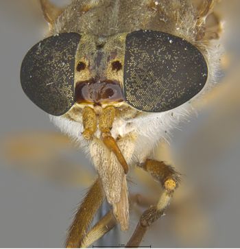 Media type: image;   Entomology 28211 Description: Specimen documentation photo of head frontal viewfrom specimen MCZ:Ent:28211, captured on2025-04-30;  Aspect: head frontal view